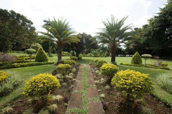 Découvrez les meilleurs palmier pour votre jardin en ligne