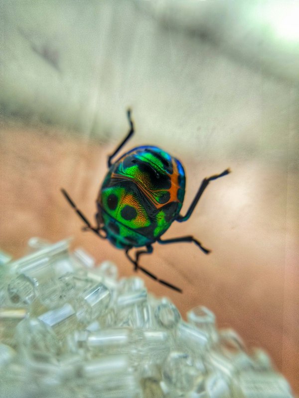 Expert anti nuisibles dans la drôme : eden vert 3d, votre solution rapide